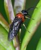 Eutomostethus ephippium